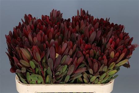 Leucadendron Saf Sunset