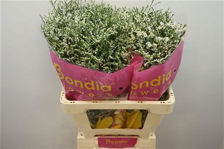 Limonium China White