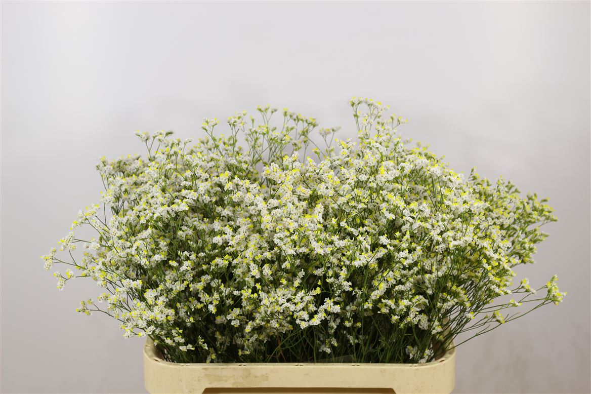 Limonium China White
