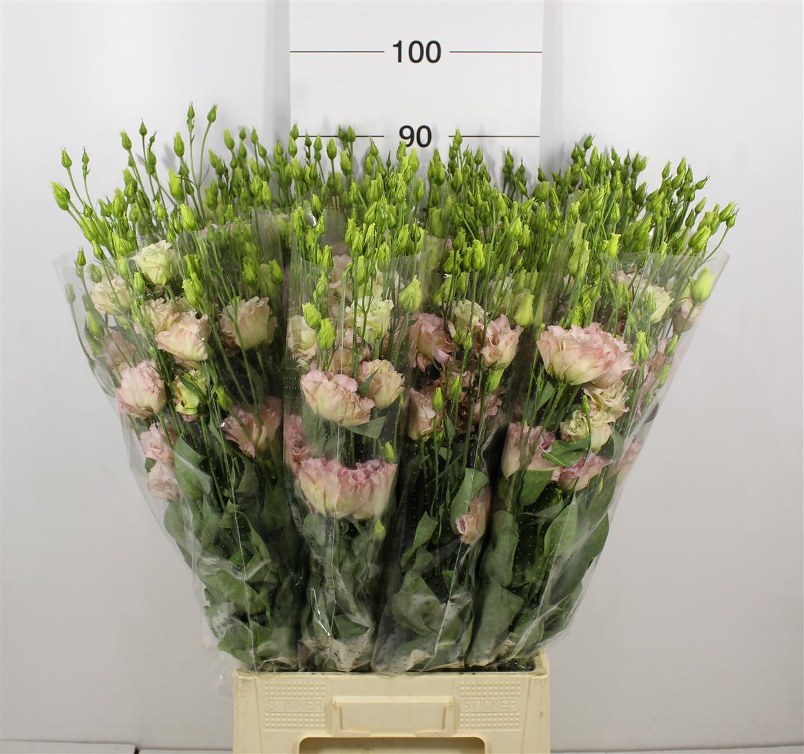 Lisianthus Alissa Champagne