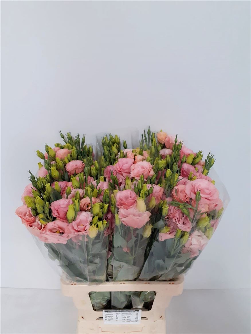 Lisianthus Arena Champagne