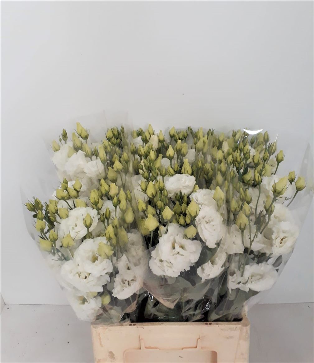 Lisianthus Arena White
