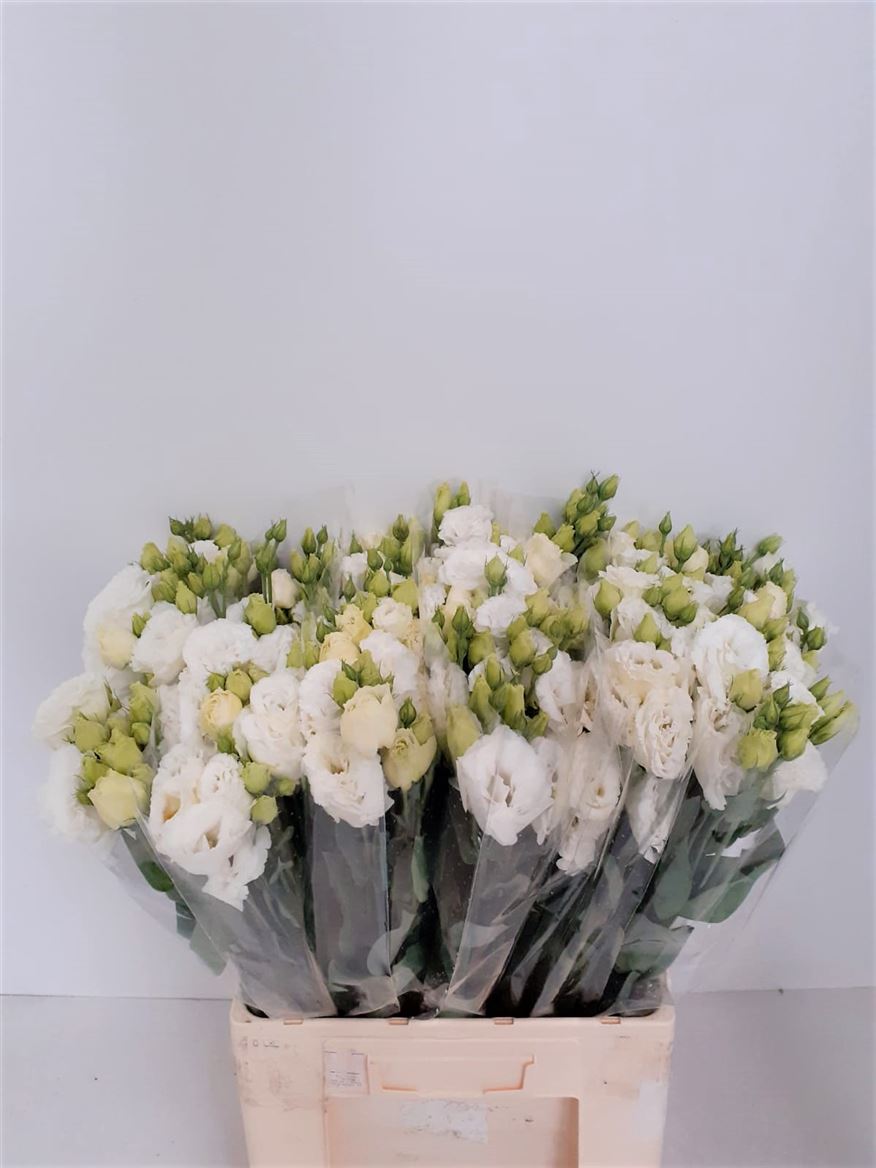 Lisianthus Celeb White