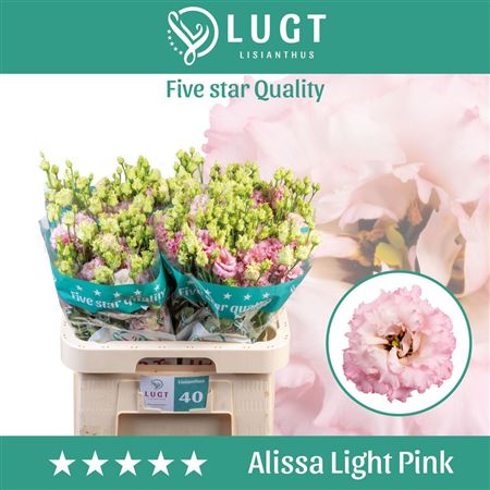 Lisianthus Do Alissa Light Pink