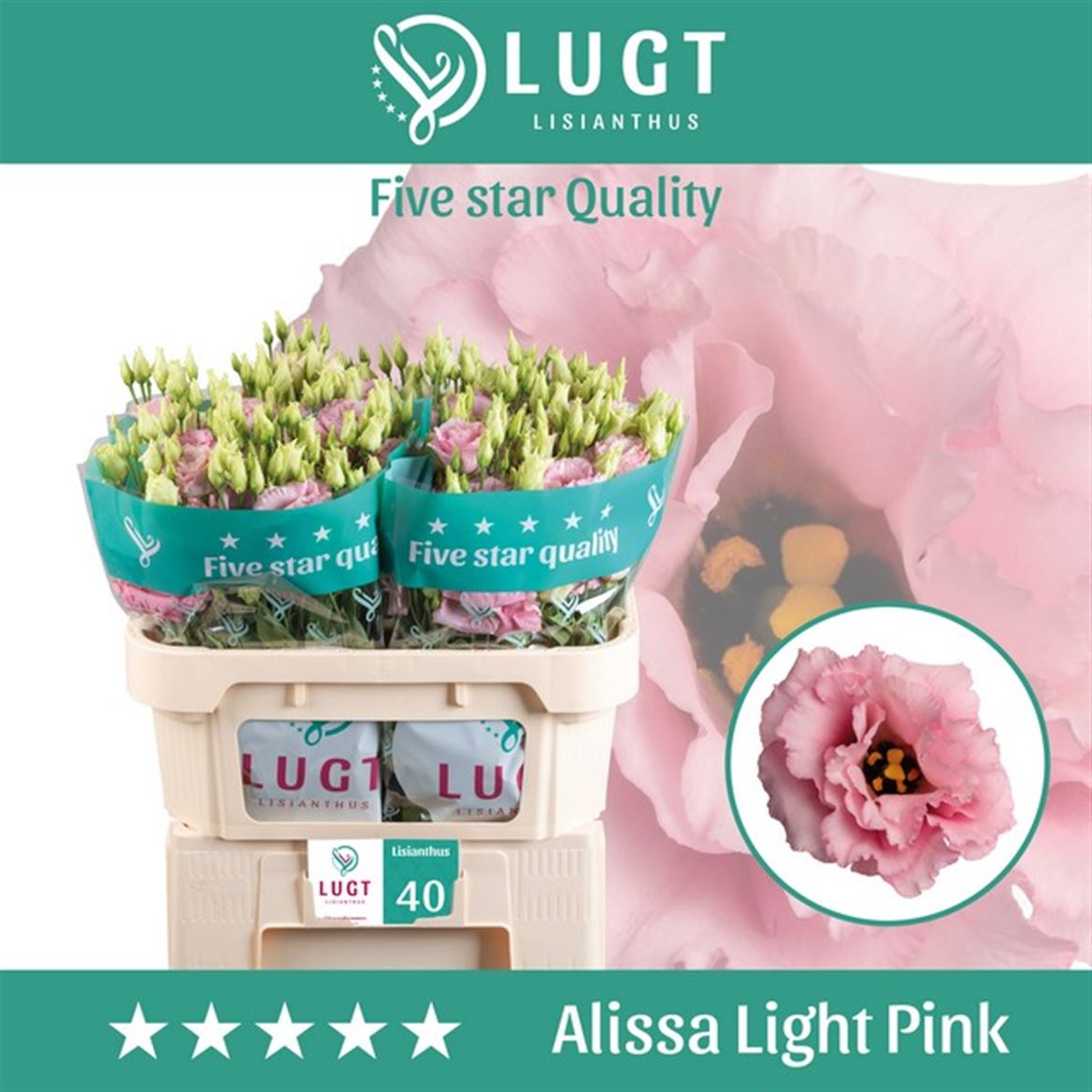 Lisianthus Do Alissa Light Pink