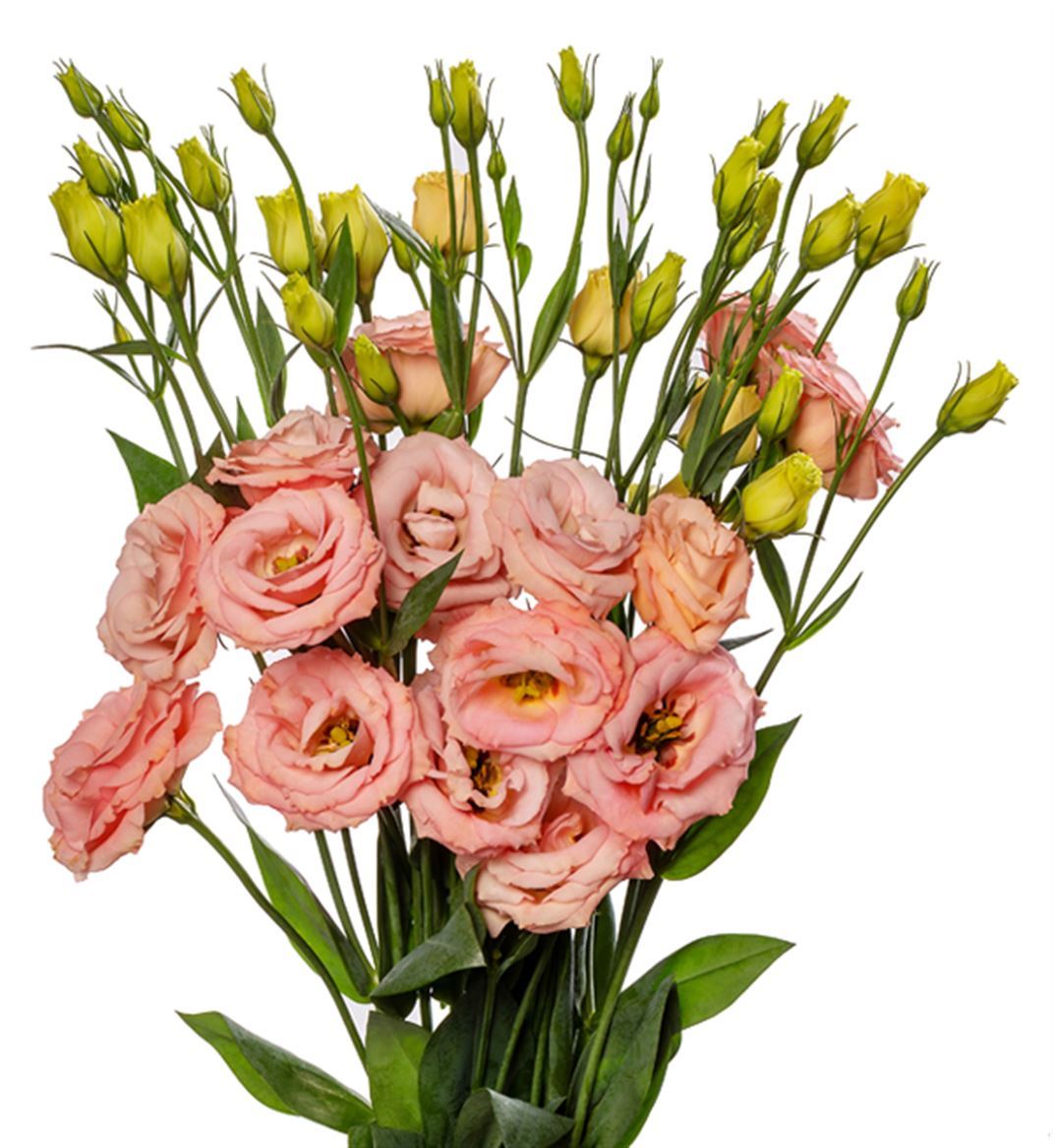 Lisianthus Do Lisadora Apricot