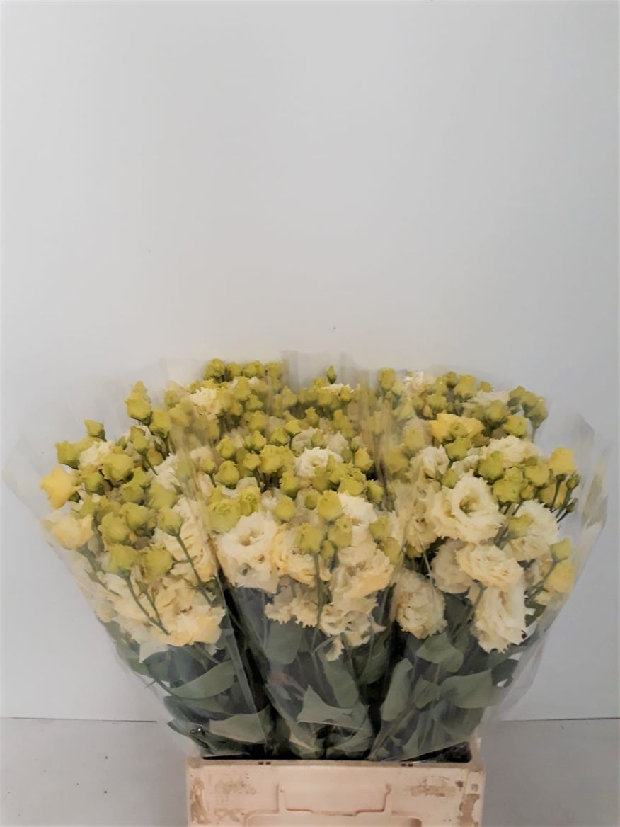 Lisianthus Du Alissa Yellow