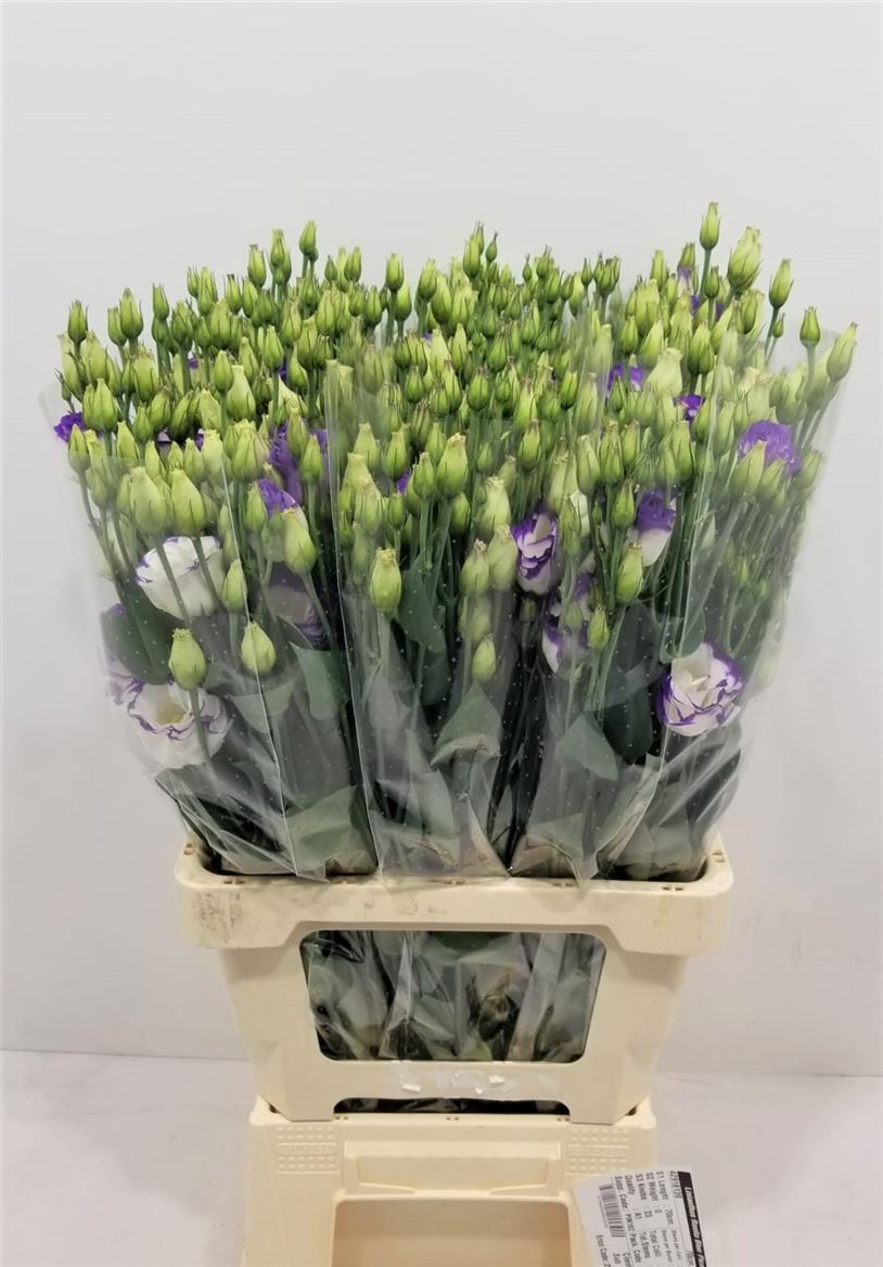 Lisianthus Du Rosita Blue Picotee