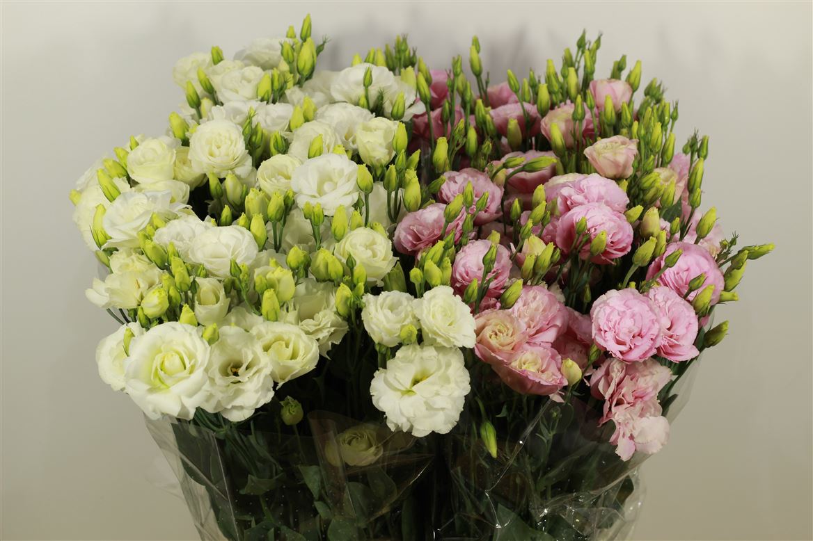 Lisianthus Mix Colour