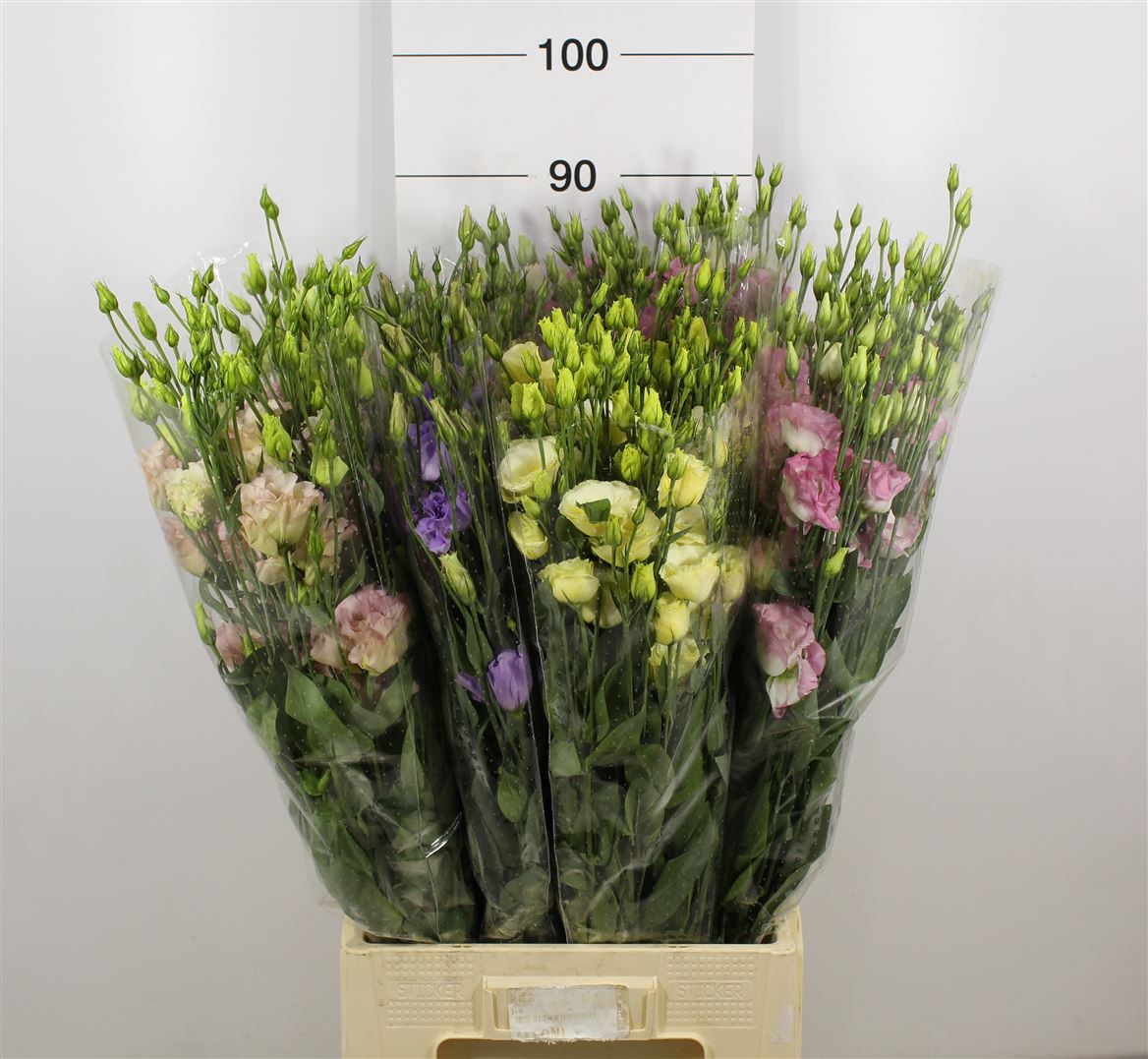 Lisianthus Mix In Fust