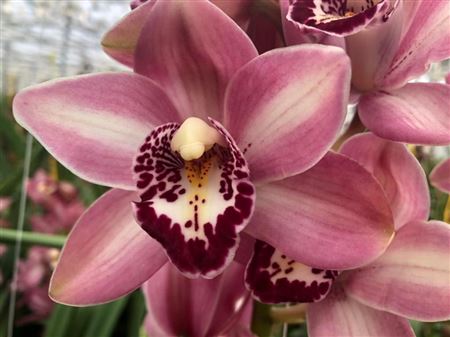 Minicymbidium Pink Boudi