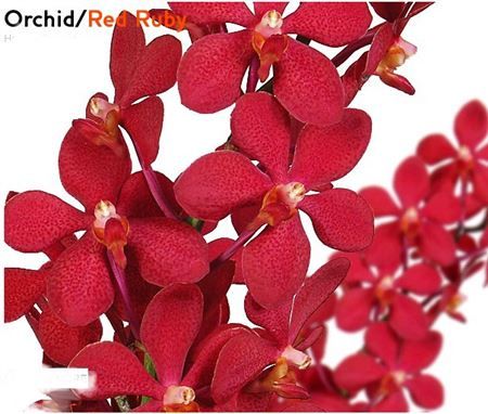 Mokara Ruby Red L