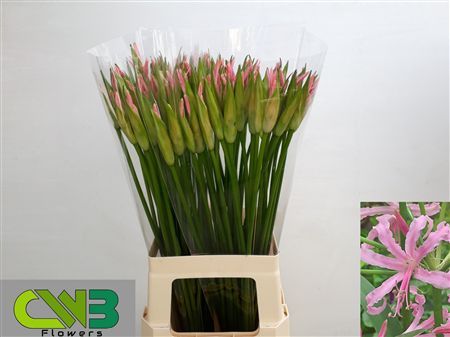 Nerine Bo Stefanie