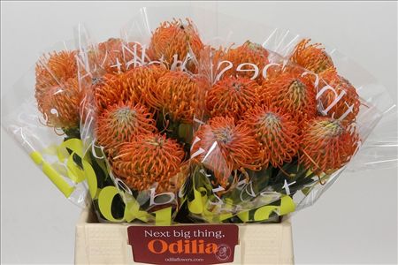 Nutans Ayoba Orange