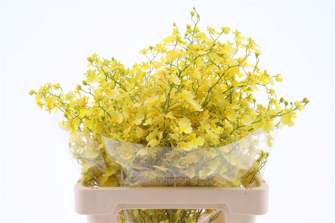 Oncidium Elena