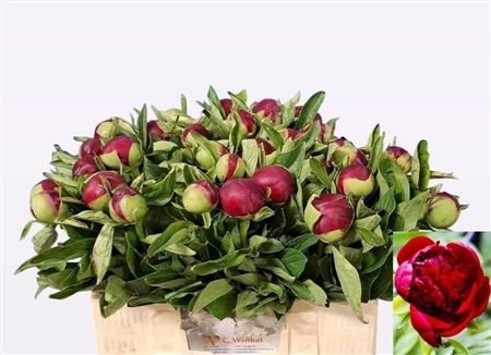 Paeonia Red Charm