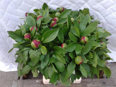 Paeonia Red Charm