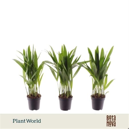 Pianta Dypsis Lutescens