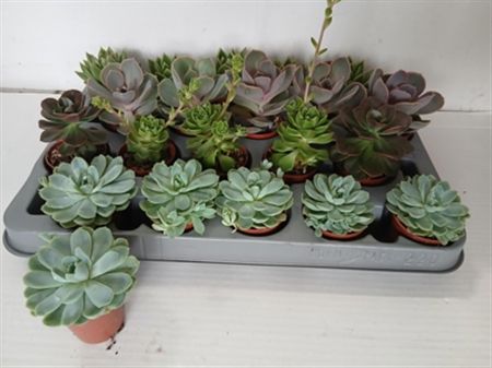 Pianta Echeveria Mix