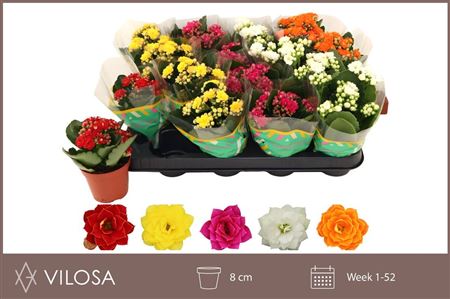 Pianta Kalanchoe Blosa Gev Mix