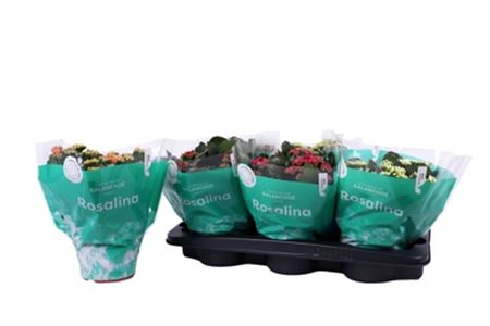 Pianta Kalanchoe Rosalina Mix