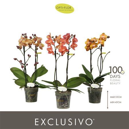 Pianta Optimost Sensual Mix 2 Spike