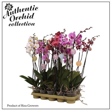 Pianta Phalaenopsis Mix 2 Spike