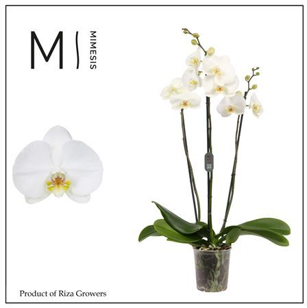 Pianta Phalaenopsis White 2 Spike