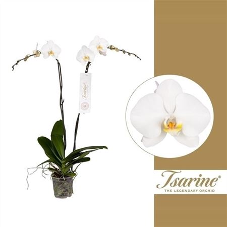 Pianta Phalaenopsis White 2 Spike