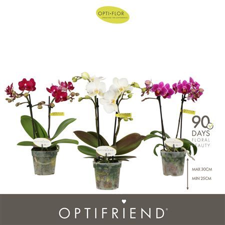 Pianta Phalenopsis Mix