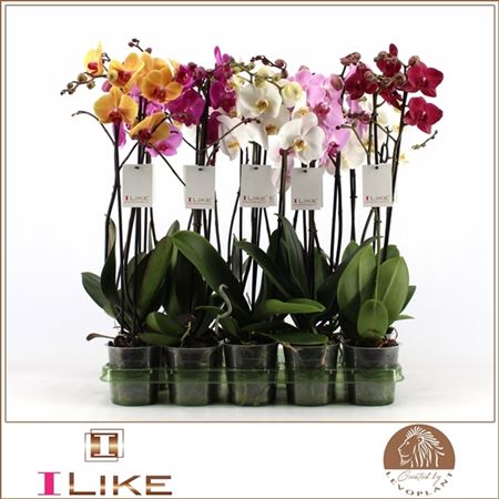 Pianta Phalenopsis Mix
