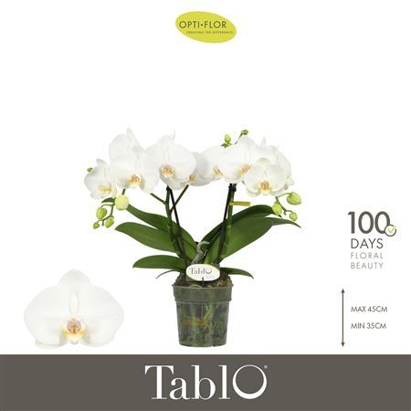 Pianta Tablo Champagne 2 Spike