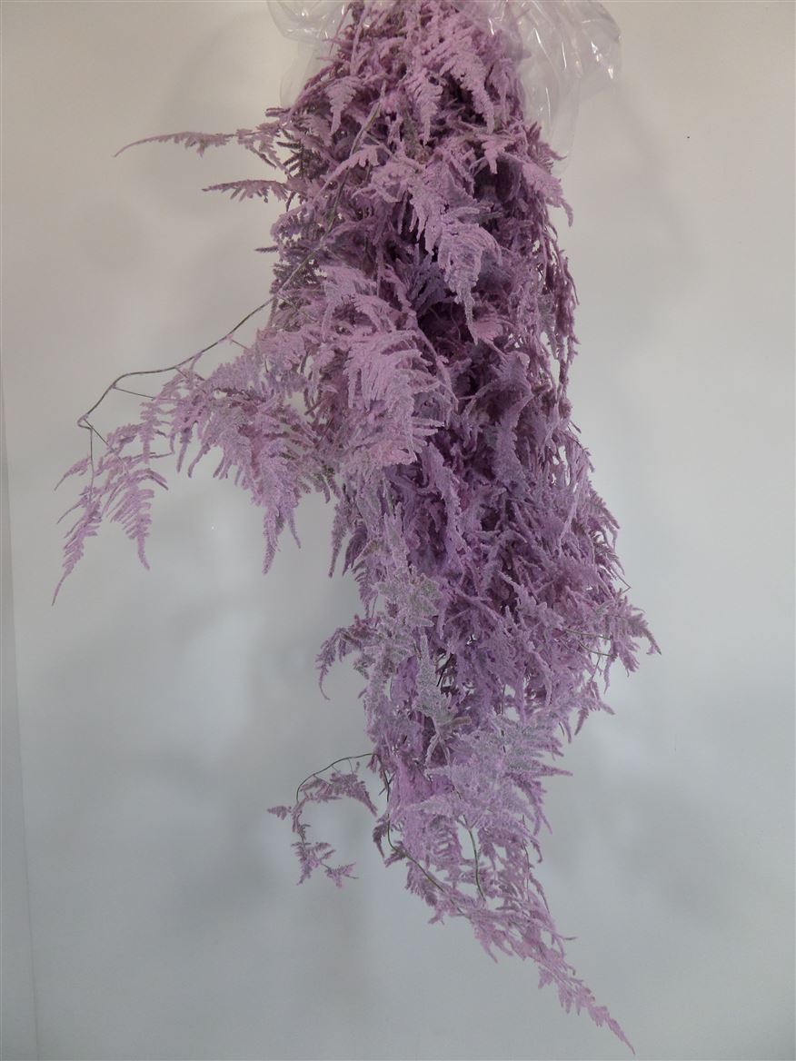 Plumoso Neve Pink