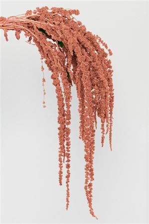 Preserved Amaranthus - Apricot - 130 Gr.