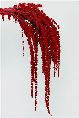 Preserved Amaranthus - Burgundy - 130 Gr.