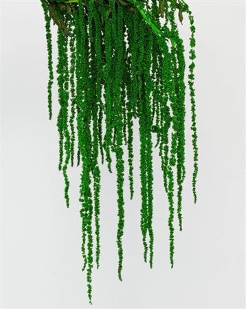 Preserved Amaranthus - Dark Green - 130 Gr.