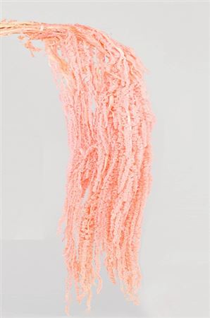 Preserved Amaranthus - Pink - 130 Gr.