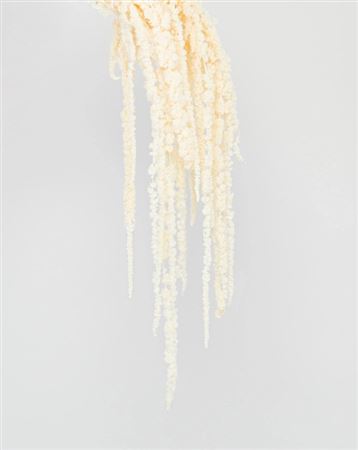 Preserved Amaranthus - White - 130 Gr.