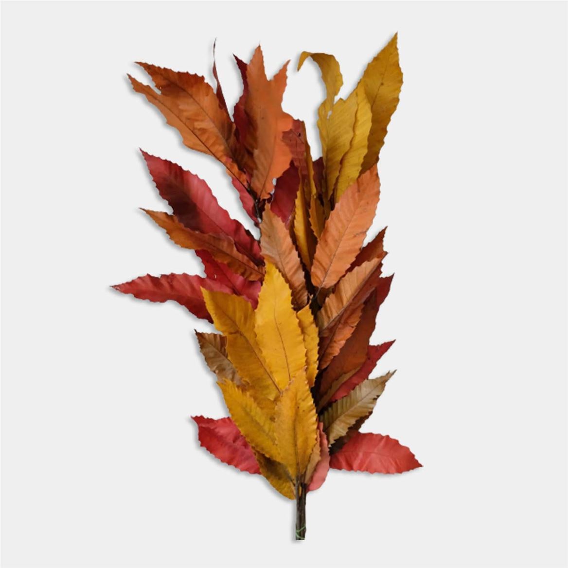 Preserved Castagno Autunno 750gr