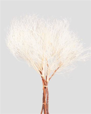 Preserved Dream Grass - White - 100 Gr.