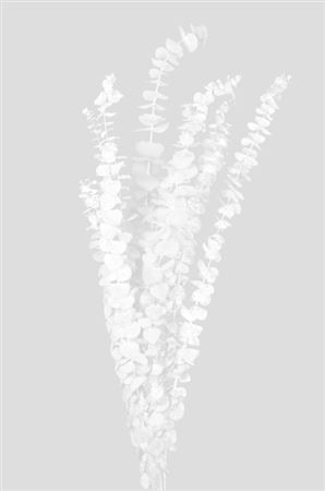 Preserved Eucalyptus Baby Blue - White - 180 Gr.