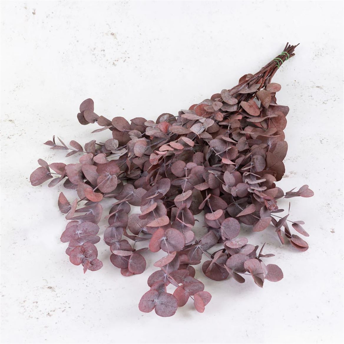 Preserved Eucalyptus Cinerea - Rosso 150gr