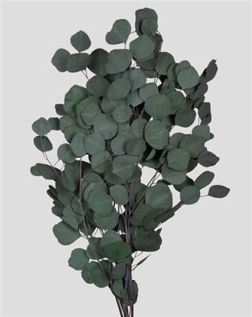 Preserved Eucalyptus Populus - Green - 150 Gr.
