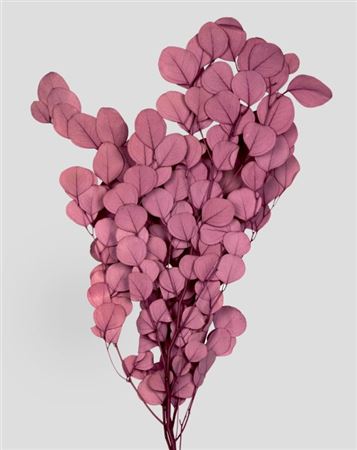 Preserved Eucalyptus Populus - Mauve - 150 Gr.