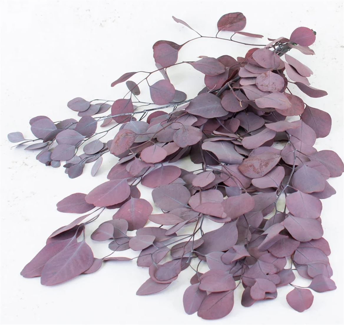 Preserved Eucalyptus Populus - Rosso 150gr