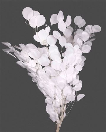 Preserved Eucalyptus Populus - White - 150 Gr.