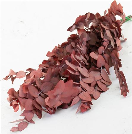 Preserved Eucalyptus Stuartiana Red - 150 Gr.