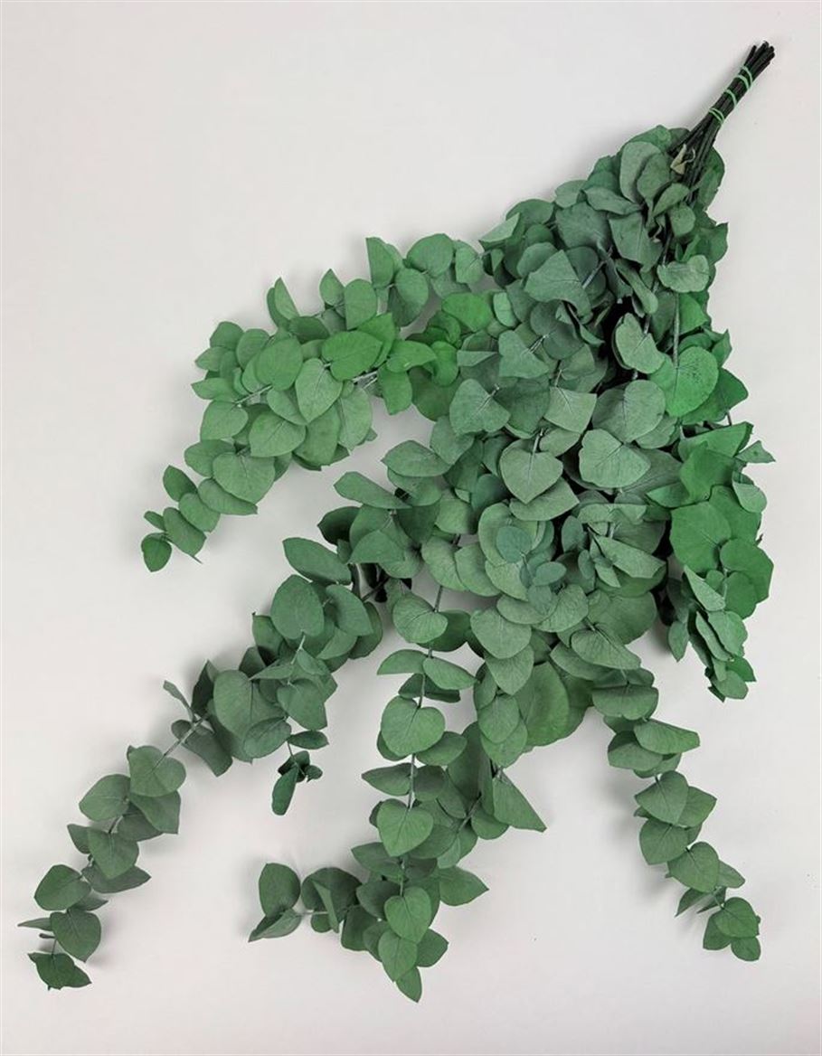 Preserved Eucalyptus Stuartiana - Verde - 150 Gr.