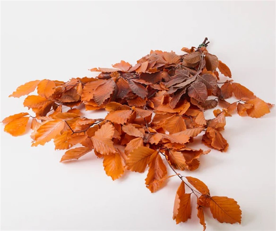 Preserved Faggio Premium - Arancio - 150 Gr.