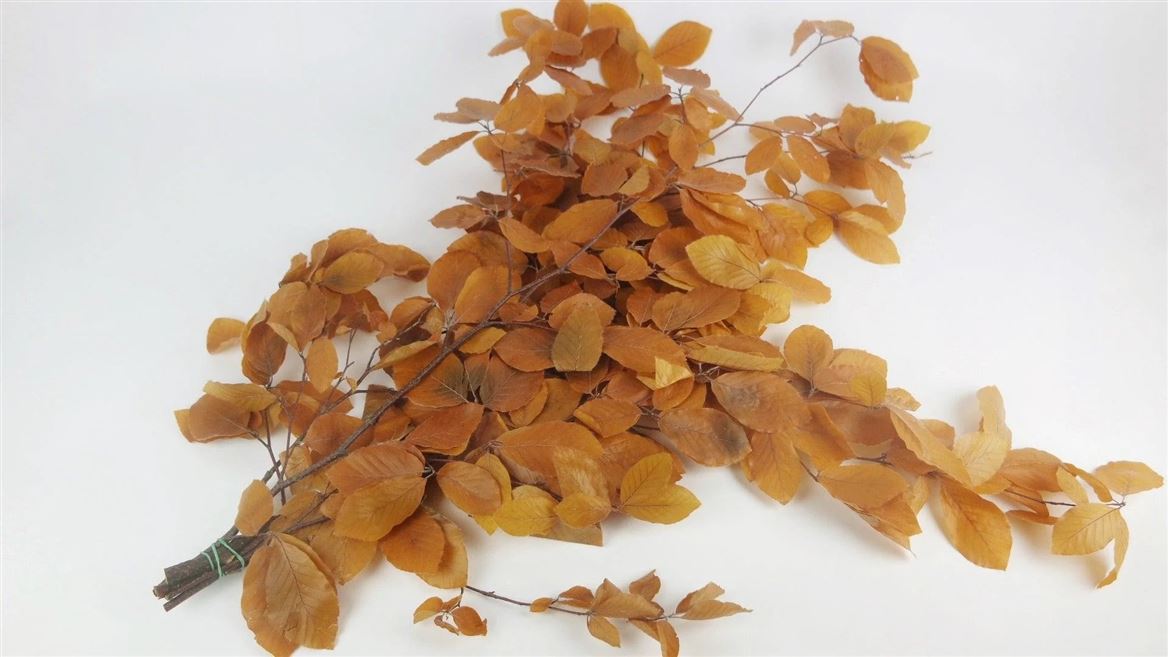 Preserved Faggio Premium - Giallo - 150 Gr.